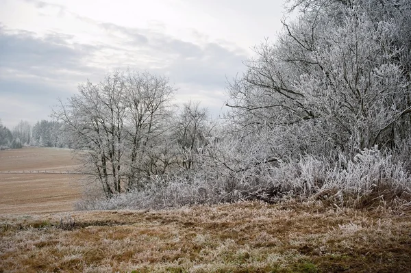 Frosty winter landscape — Stock Photo, Image