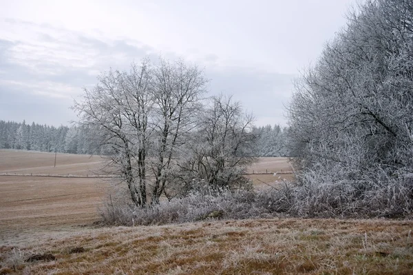 Frosty winter landscape — Stock Photo, Image