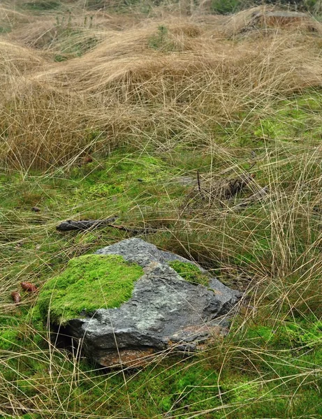 Pedra na grama — Fotografia de Stock