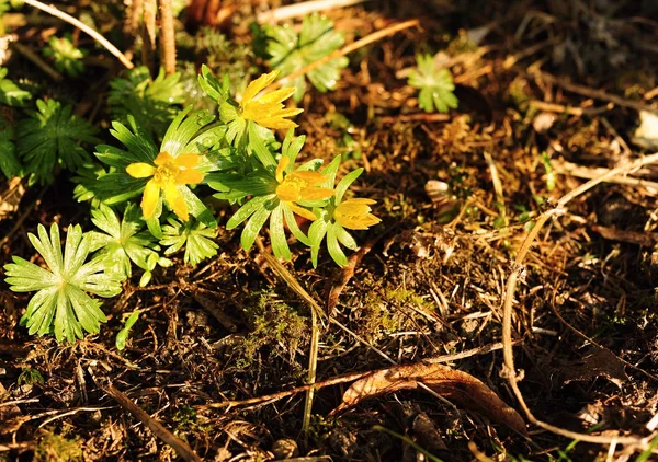 Blomväxter — Stockfoto