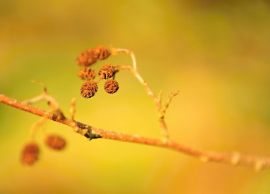 деталь відділення з розмитість фону