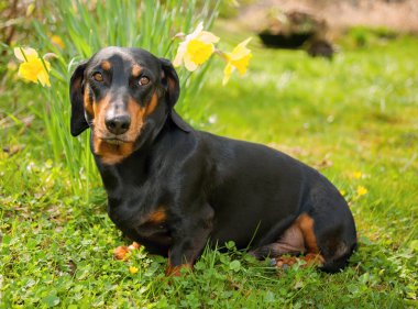 Dachshund