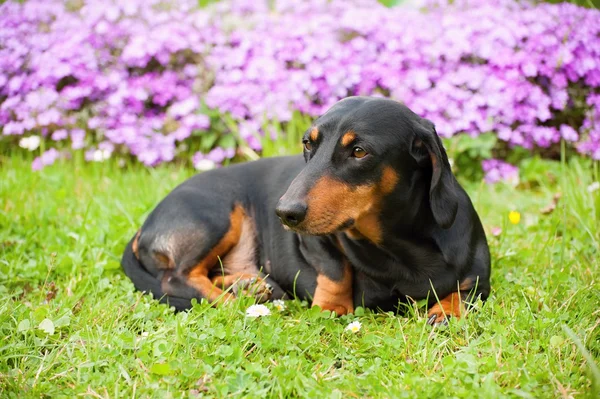 Dachshund. — Foto de Stock