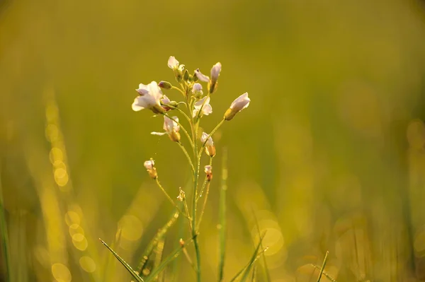 草原の花 — ストック写真