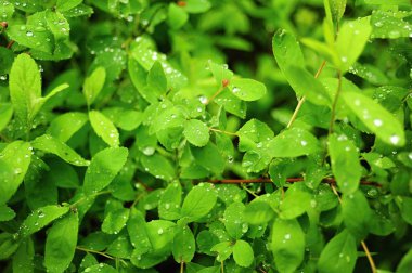 Taze Bahar Yeşil Çim 