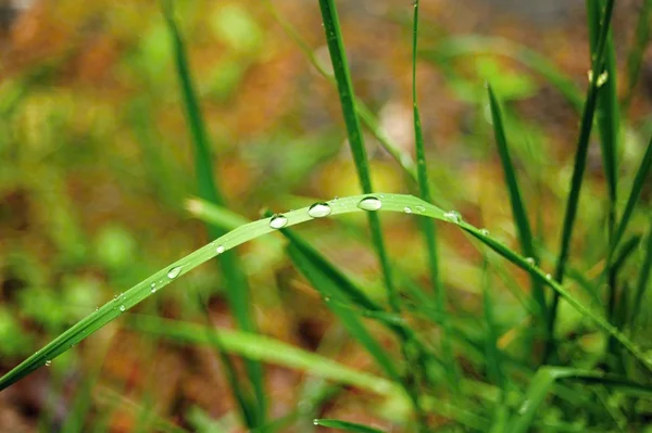 Fresh spring green grass — Stock Photo, Image