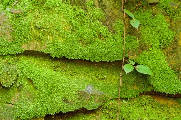 Texture of stone with moss — Stock Photo, Image