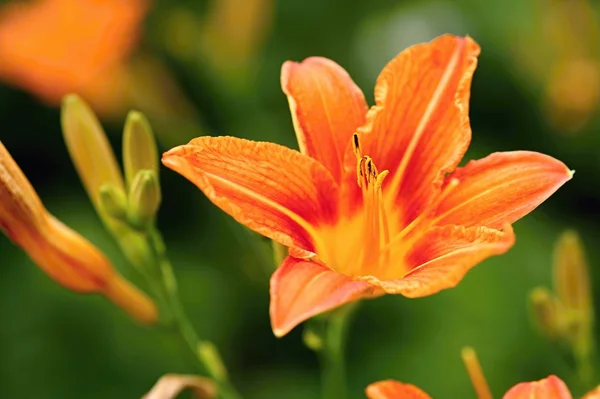 Lirio naranja — Foto de Stock