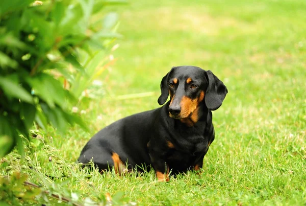 Un pequeño dachshund negro — Foto de Stock