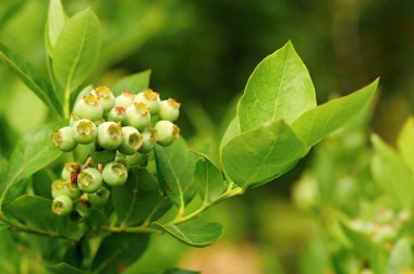 olgunlaşmamış böğürtlen