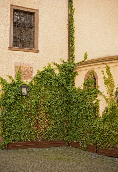 Castle with ivy — Stock Photo, Image