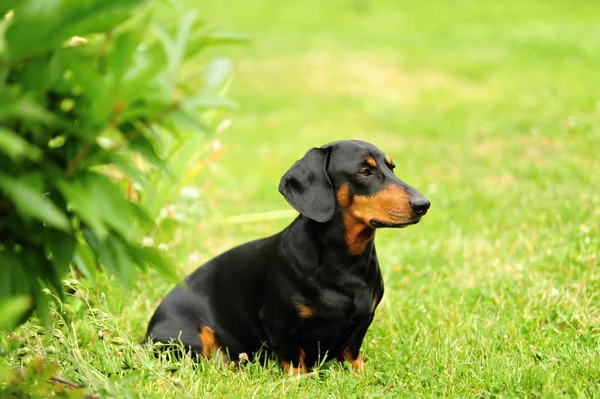 Kleiner schwarzer Dackel — Stockfoto