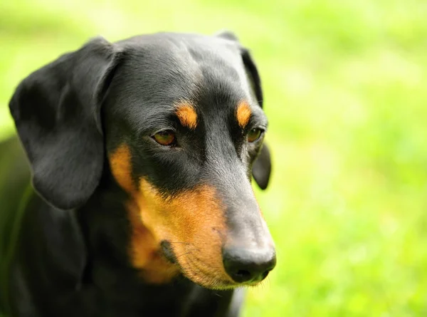 Pequeño dachshund negro — Foto de Stock