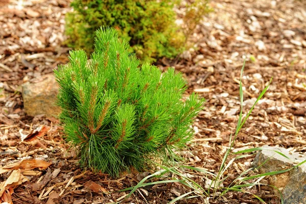 Kleine pine — Stockfoto