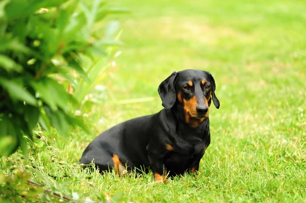 Kleiner schwarzer Dackel — Stockfoto