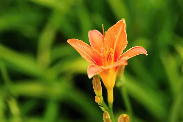 Turuncu lily — Stok fotoğraf