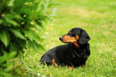 küçük siyah dachshund