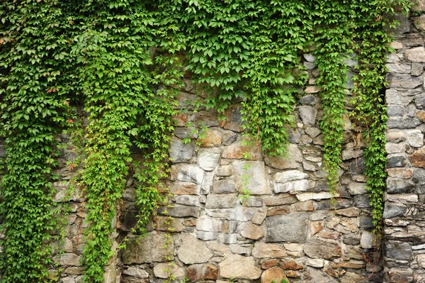 Gröna ivy — Stockfoto