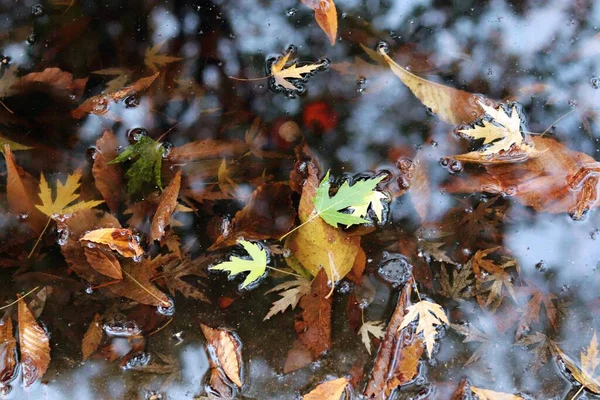 Outono Caído Deixa Uma Poça Mau Tempo Vista Superior Conceito — Fotografia de Stock