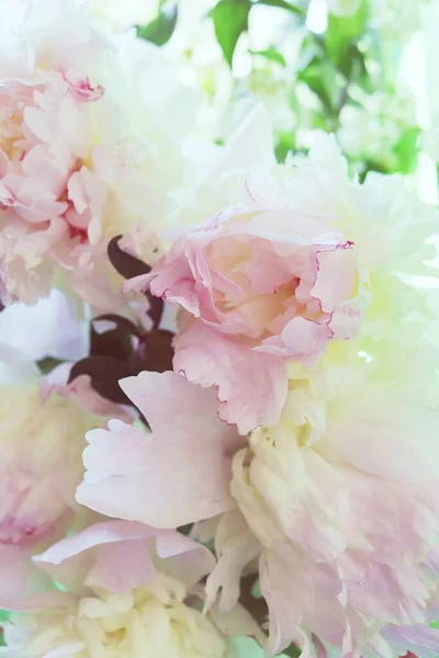 Verse Bloemen Bloemblaadjes Van Zacht Roze Pioenroos Wazig Een Lente — Stockfoto