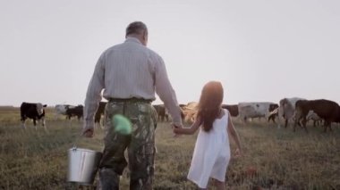 Dedem ve küçük tatlı torunum gün batımında ineklerin arasında tarlada yürüyorlar..