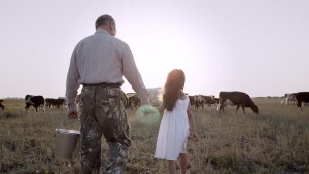 Farfar och lilla söta barnbarn går i fält bland kor vid solnedgången. — Stockvideo