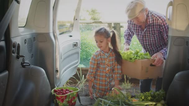 Happy Family Harvesting Little Smiling Granddaughter Help Old Loving Farmer — Stock Video