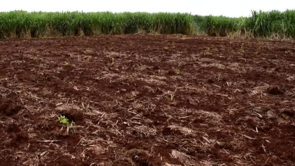 사탕수수 프로젝트와 토양에 체계화 지역을 사용하기 줄기를 사용하는 — 비디오