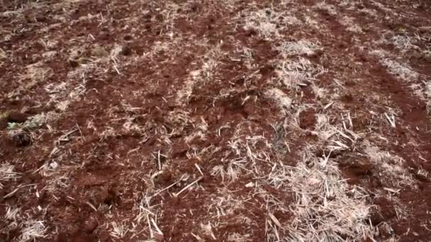 种植甘蔗的土壤准备 没有系统 有沟槽 健康和无农艺损害的土壤 — 图库视频影像