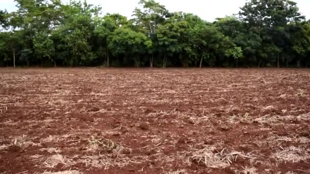 Plantation Canne Sucre Agricole Côté Fragment Forêt Indigène Sol Préparé — Video