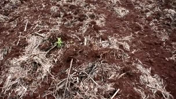 Bodenvorbereitung Für Den Anbau Von Zuckerrohr Boden Ohne Lösung Mit — Stockvideo
