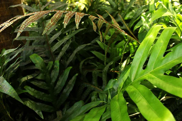Uma Samambaia Verde Escura Com Pontos Vermelhos Uma Planta Venenosa — Fotografia de Stock