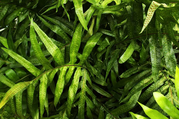 Uma Samambaia Verde Escura Com Pontos Vermelhos Uma Planta Venenosa — Fotografia de Stock