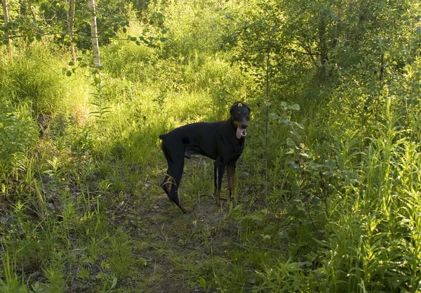 Doberman preto na floresta verde — Fotografia de Stock