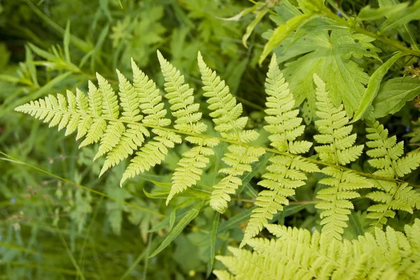Leaf of green fern — Stock Photo, Image