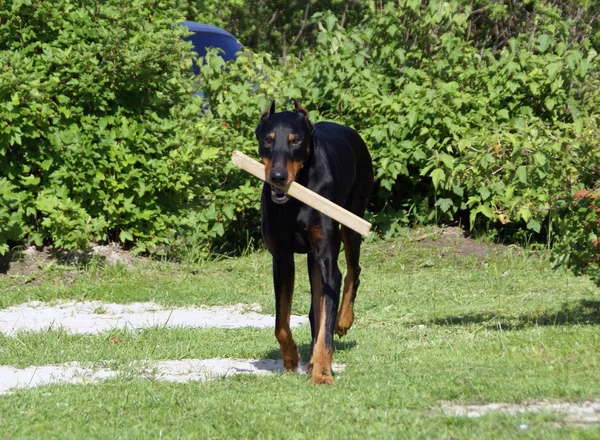 Doberman intelligent avec un bâton dans ses mâchoires — Photo