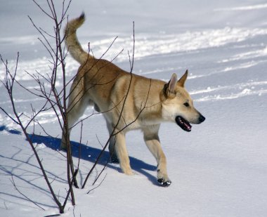 beyaz köpek trots karlı ormanı