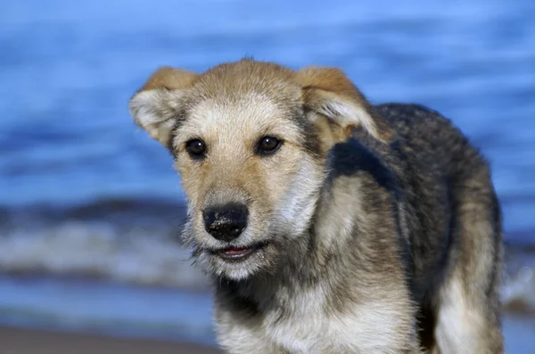 Shaggy lille hund på søen - Stock-foto