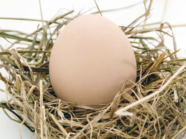 The egg is in nest of hey — Stock Photo, Image