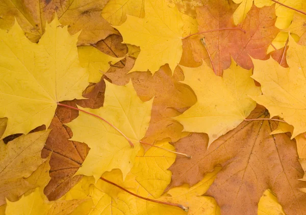 Bunte Ahornblätter im Herbst — Stockfoto