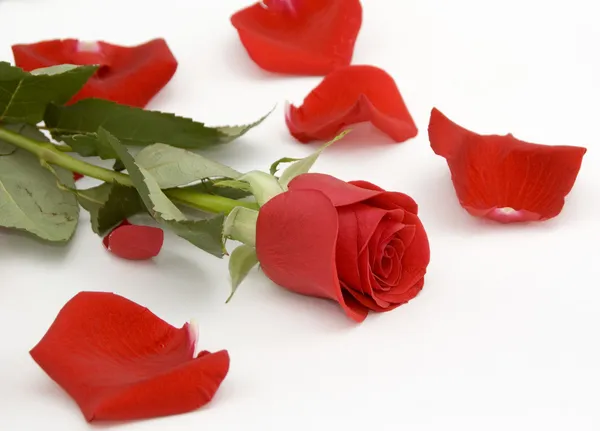 Red rose and rose petals — Stock Photo, Image