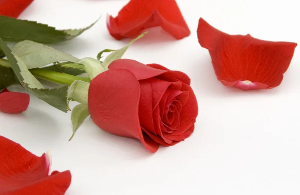 Romantic red rose and rose petals — Stock Photo, Image