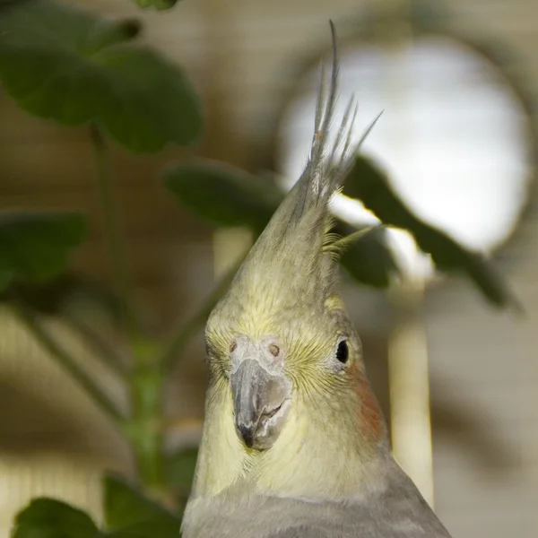 Cabeza de loro korella-nimfa — Foto de Stock