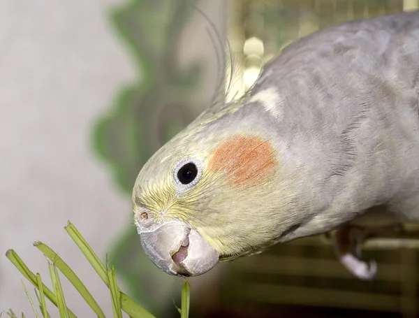 Παπαγάλος τρώει πράσινο γρασίδι — Φωτογραφία Αρχείου
