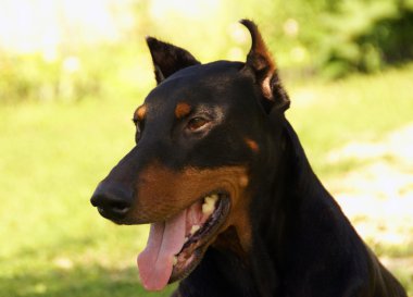 siyah doberman portresi