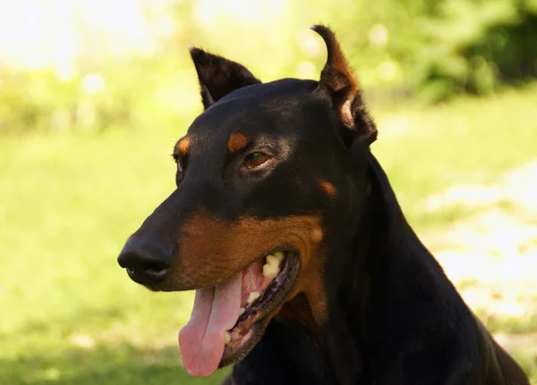 Portret van zwarte Dobermann — Stockfoto