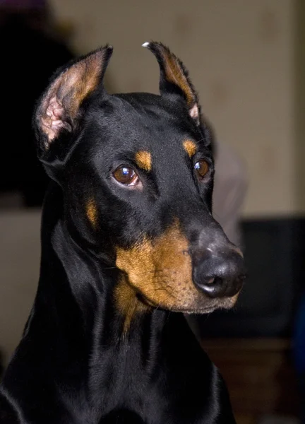 Doberman negro — Foto de Stock