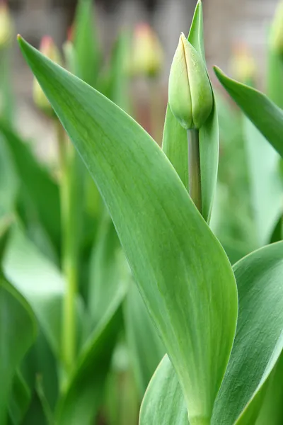 Grüne Tulpe — Stockfoto