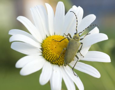 Papatya üzerinde yeşil böcek