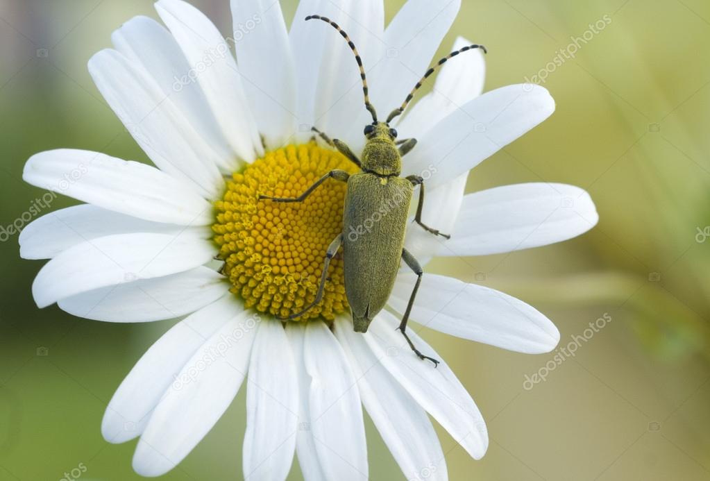 Green beetle on the camomile flower